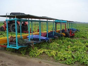 Платформа для уборки овощей ПУО Техмаш
