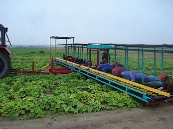 Платформа для уборки овощей ПУО СТА